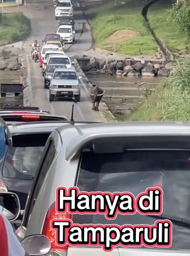 Kereta Kecut Perut, Kerbau Tenang Lintas Jalan Di Sabah Buat Netizen Terhibur